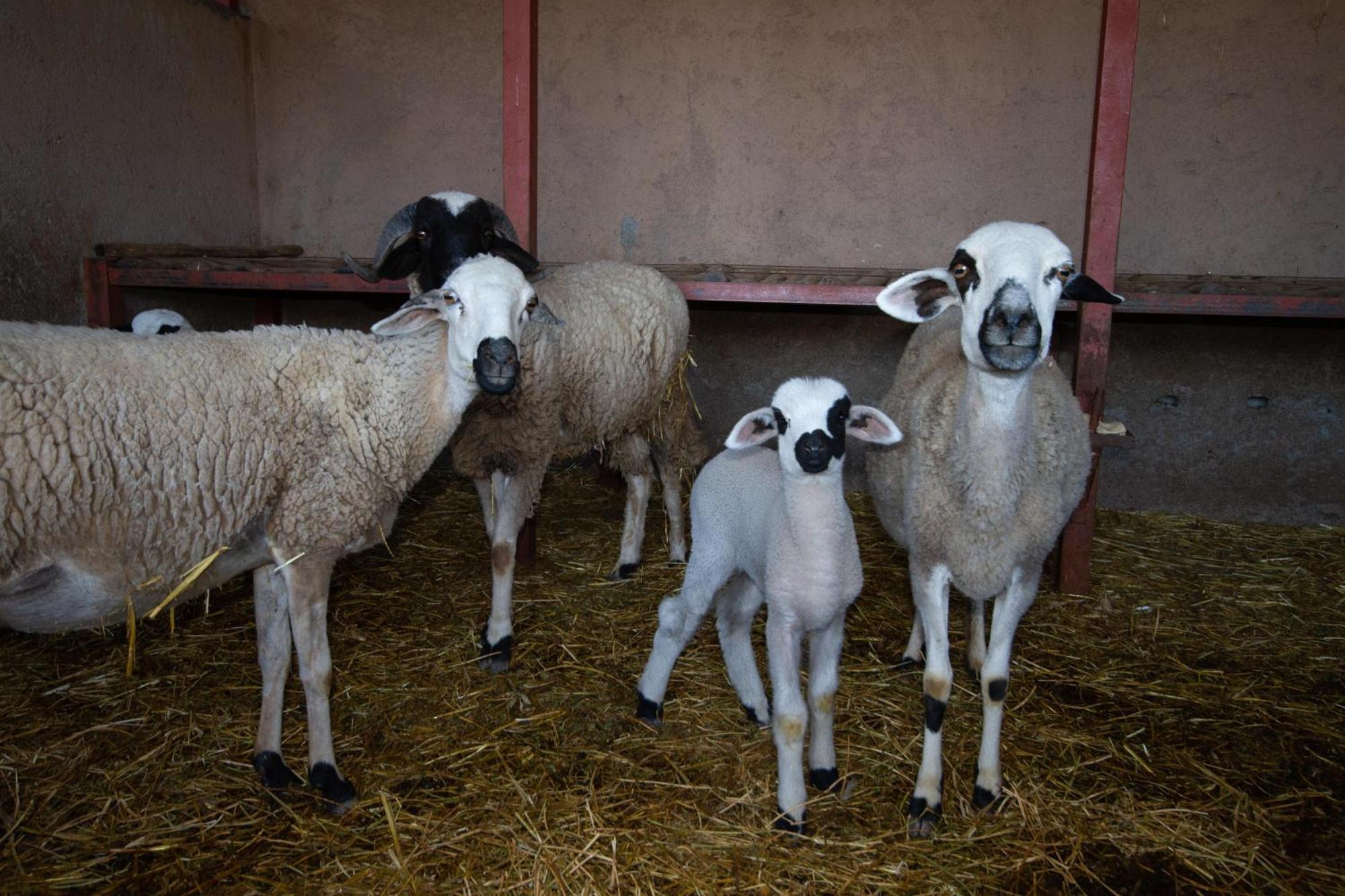 La Ferme De Lalladom แทมสลูท ภายนอก รูปภาพ